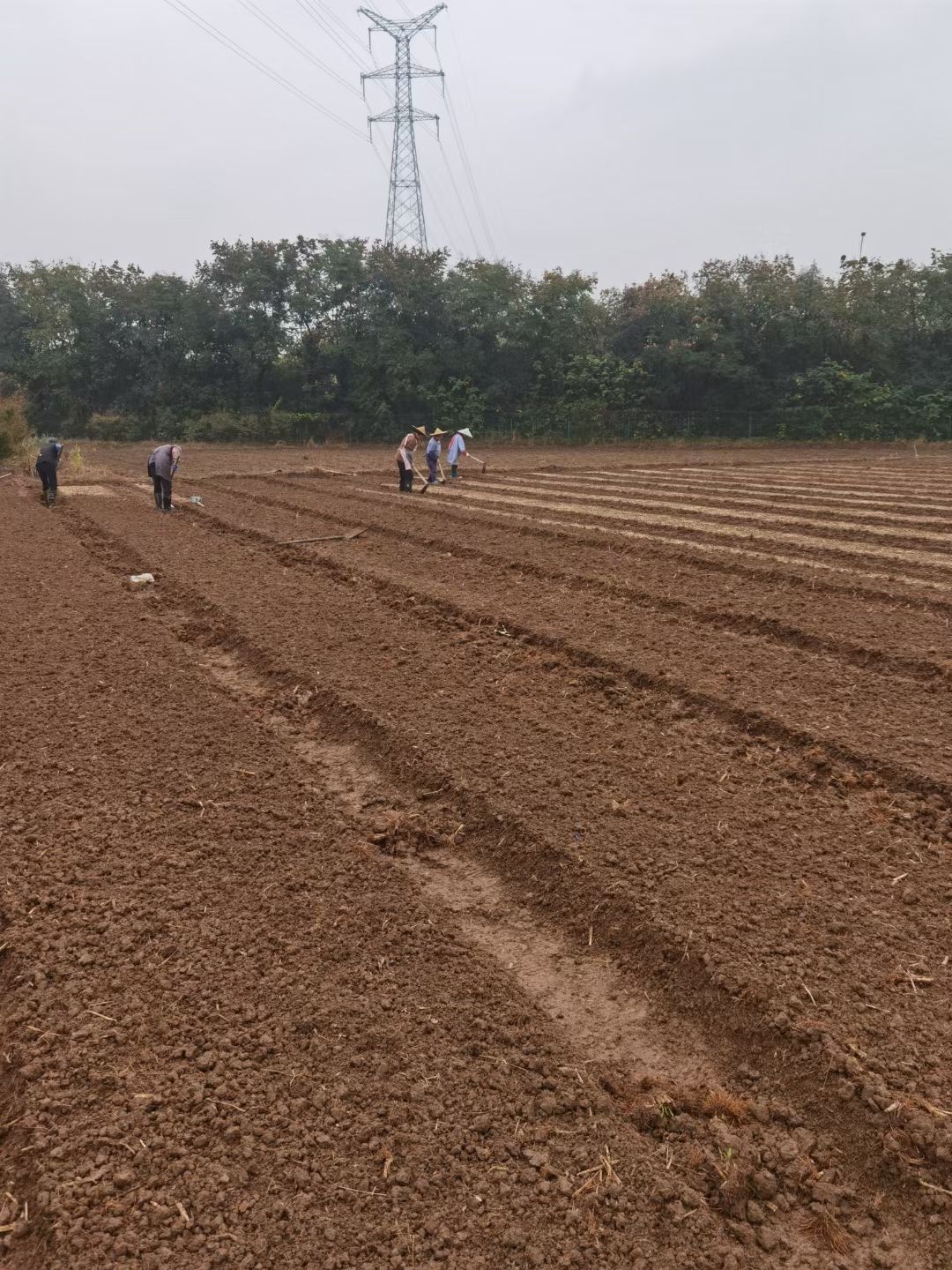 草坪种子黑麦草羔羊毛四季青播种耐寒耐热易播种简单免修剪大面积