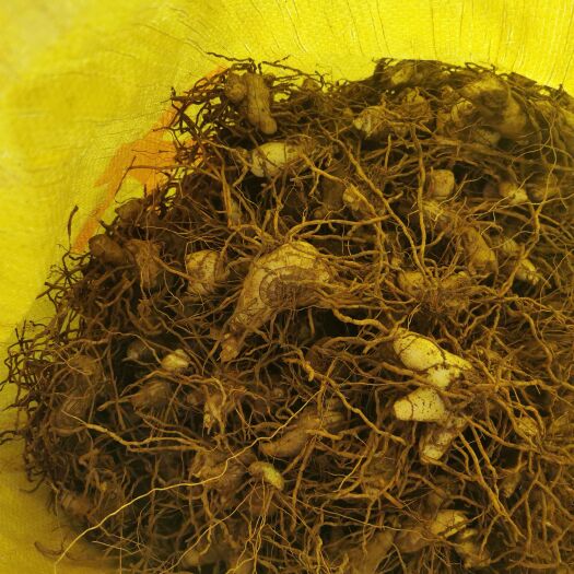 晴隆县白芨鲜货出售