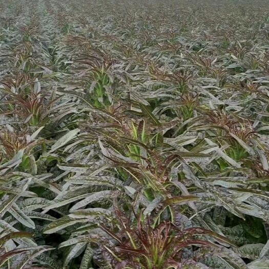 郯城县紫叶莴笋-基地直供-视频看货-量大从优。