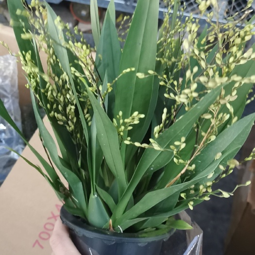 文心兰梦香兰多色带花苞浓香型水培水养四季开花送懒人盆绿植花卉