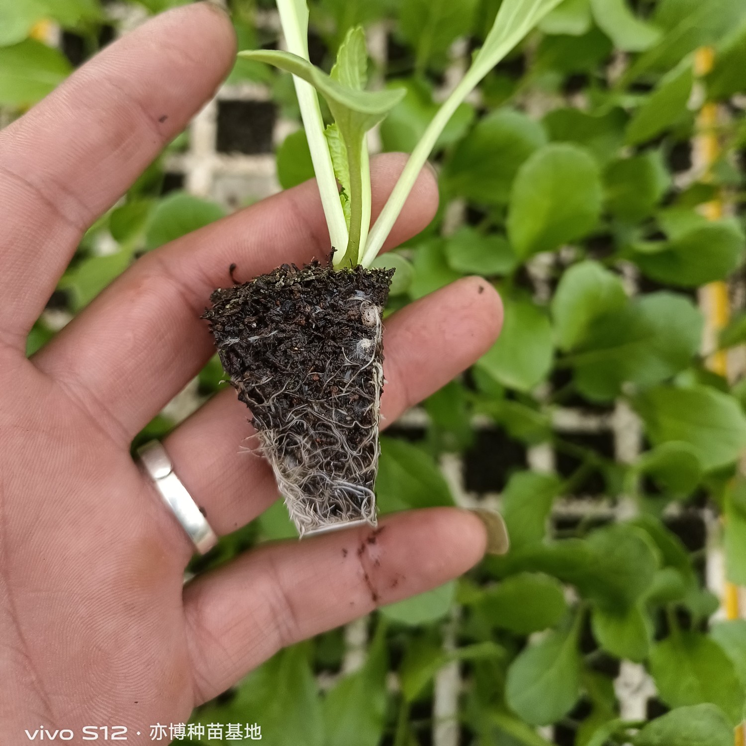 连州菜心苗（苔菜苗）