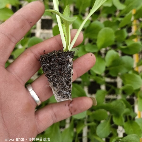 连州菜心苗（苔菜苗）