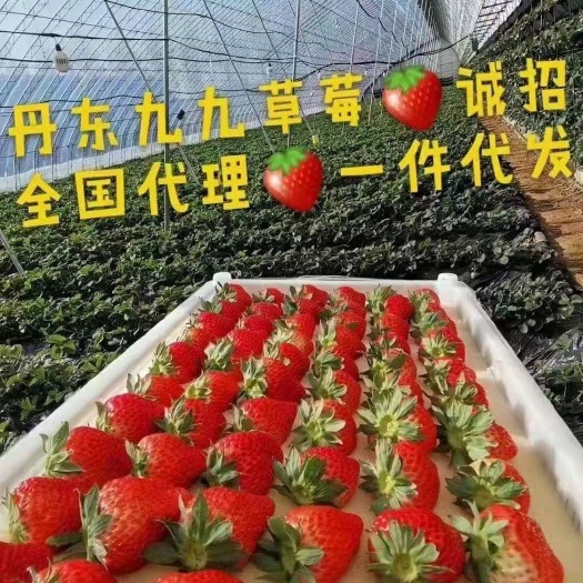 东港市丹东东港九九草莓，诚邀全国加盟合作