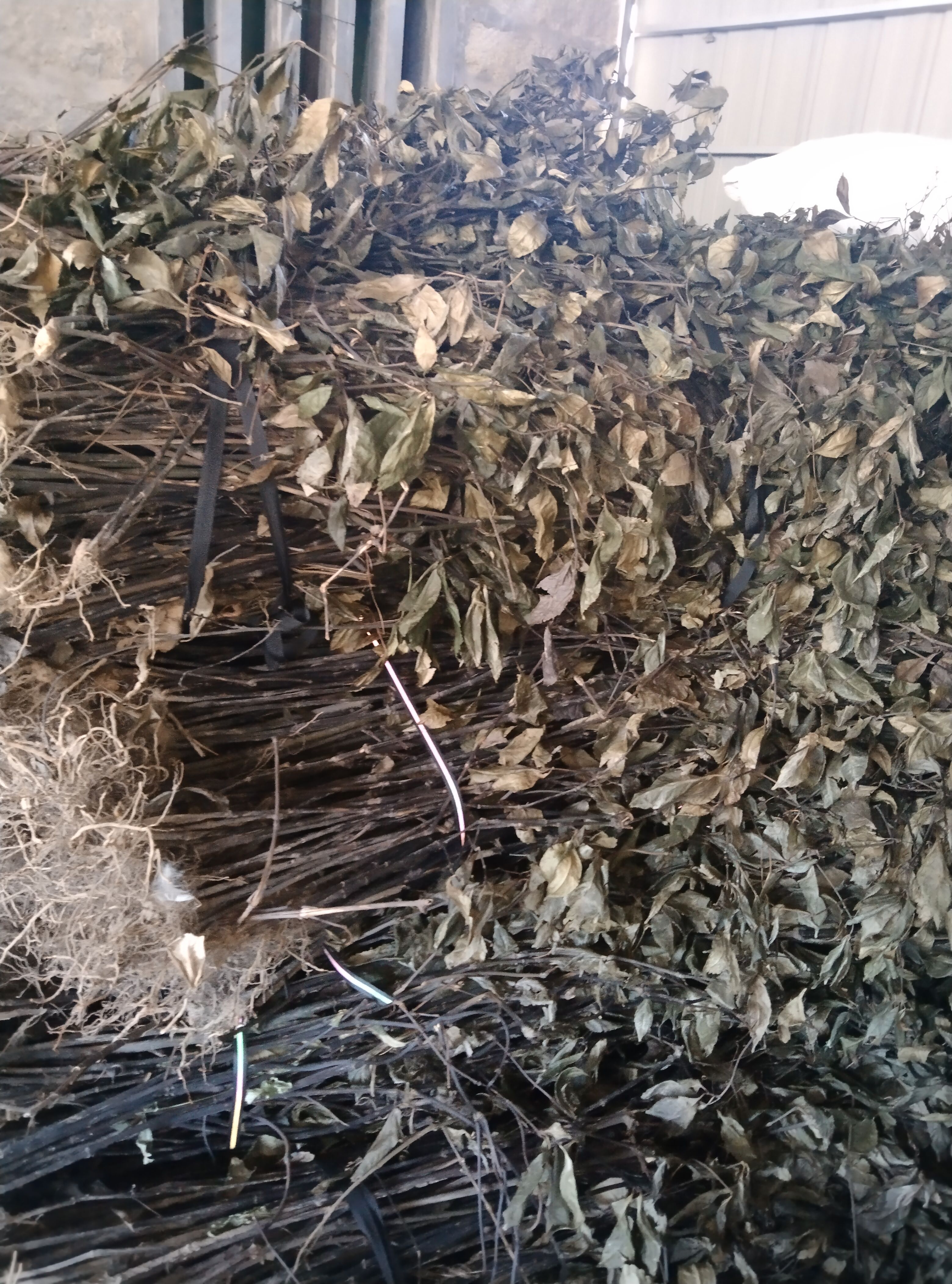 草珊瑚九节茶