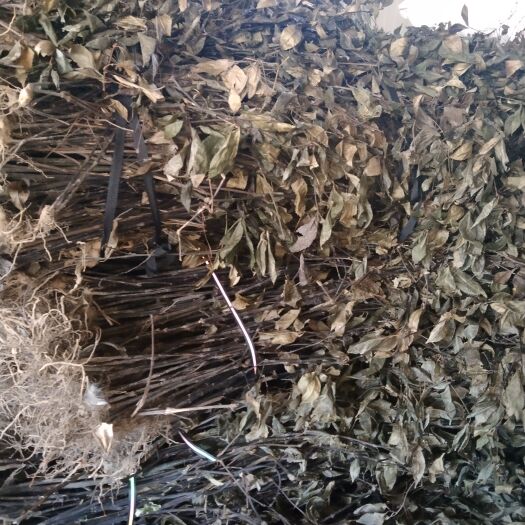 泉州草珊瑚九节茶