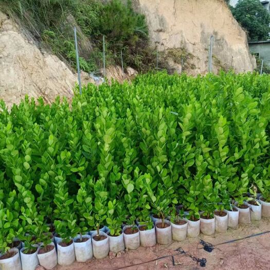 灵山县四季无籽广东香水柠檬苗