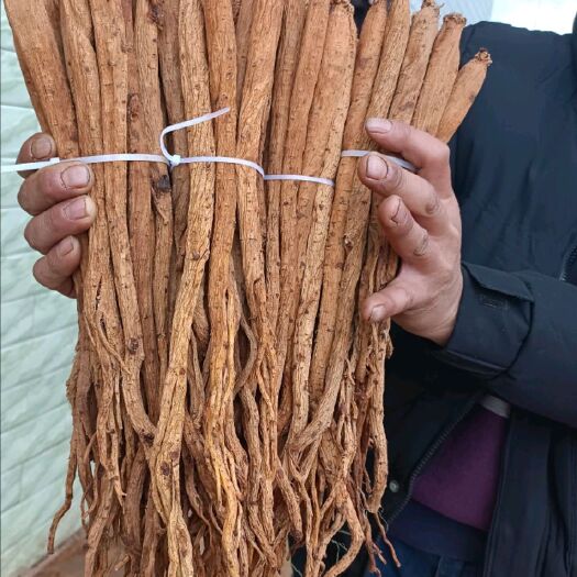 威宁县新鲜黄党参  贵州威宁农家自产自销