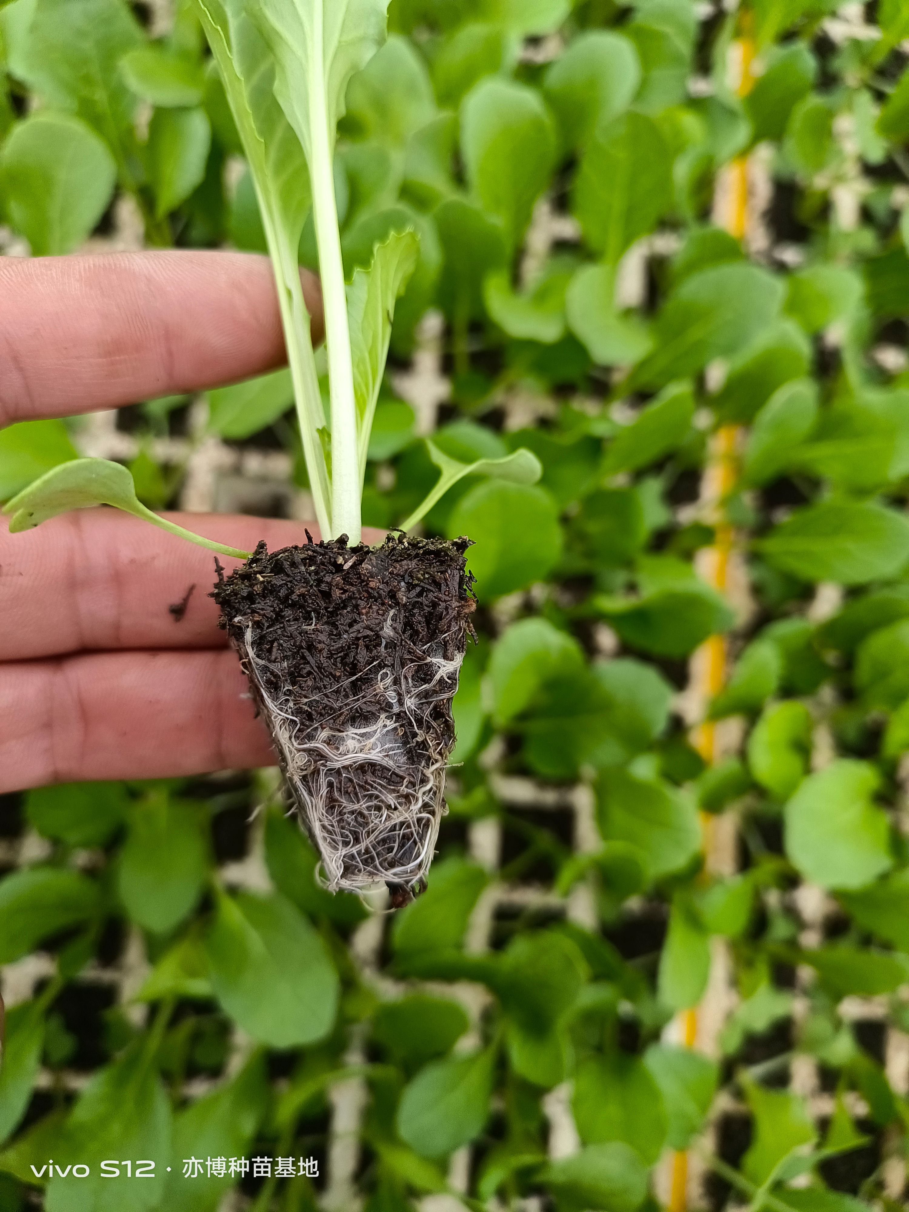 连州菜心苗（苔菜苗）