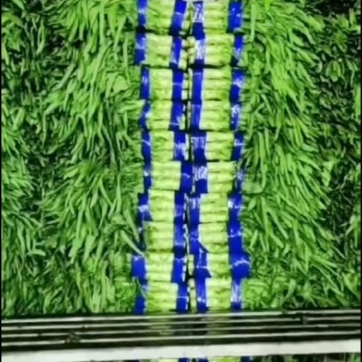 郯城县尖叶萵笋～基地直供～视频看货～量大从优