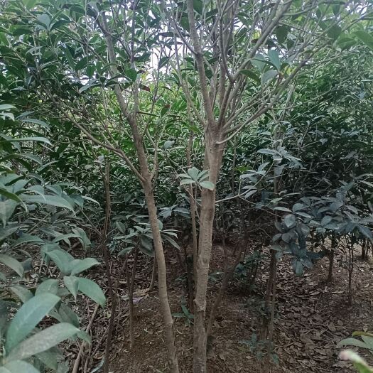 襄樊八月桂花树