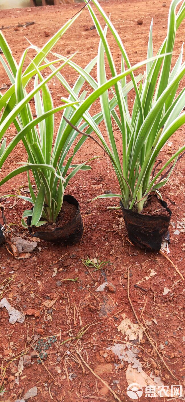 金边吊兰  银边吊兰  金边吊兰种植销售