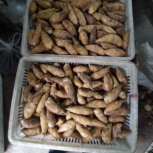 泸州高山黄泥巴鲜货冬笋，大小都有要的可以联系