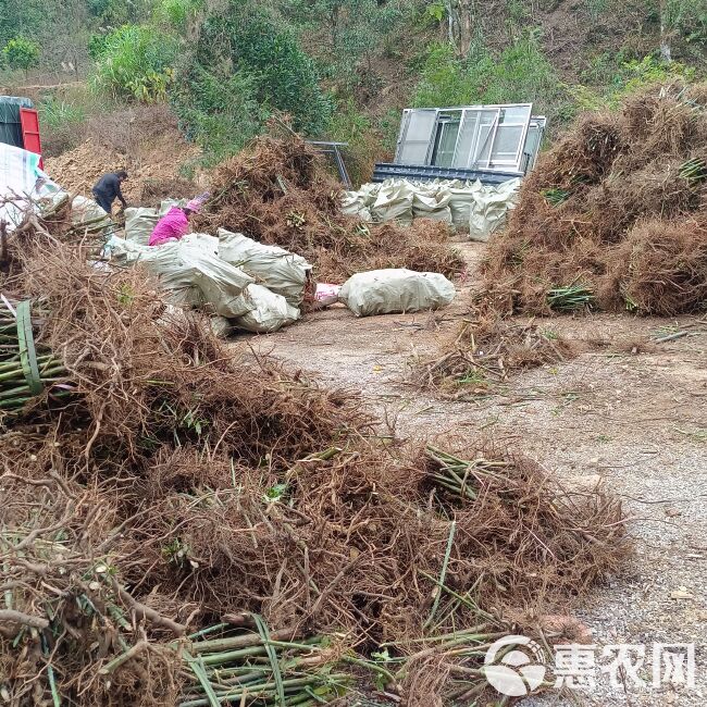 甜茶根刺儿茶树根