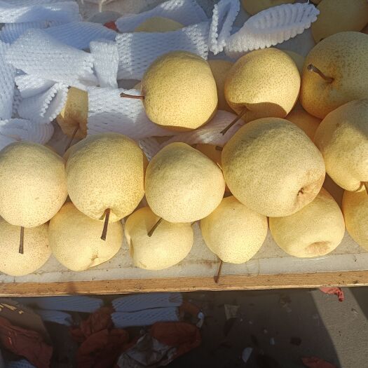 山西酥梨，贡梨大量现货供应，一手货源产地直销，质量保证