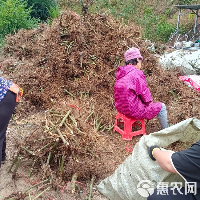 甜茶根刺儿茶树根