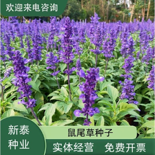 蓝花鼠尾草种子春秋播种多年生宿根花卉种子庭院阳台盆栽花海打造