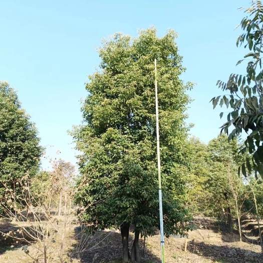 普宁市多高杆香樟（丛生香樟）高度5-8米，诚信经营 保质保量