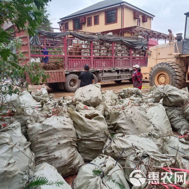 甜茶根刺儿茶树根