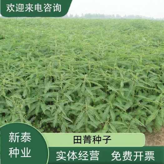 沭阳县田菁种子碱青种子涝豆种子耐涝耐旱盐碱土壤改良绿肥牧草种子