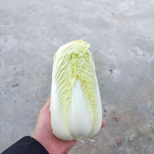 福泉市娃娃菜