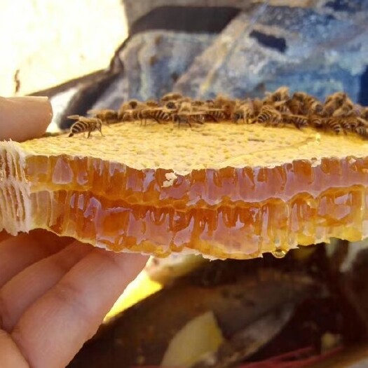 三门峡一年割一次，土洞养殖，土蜂蜜
