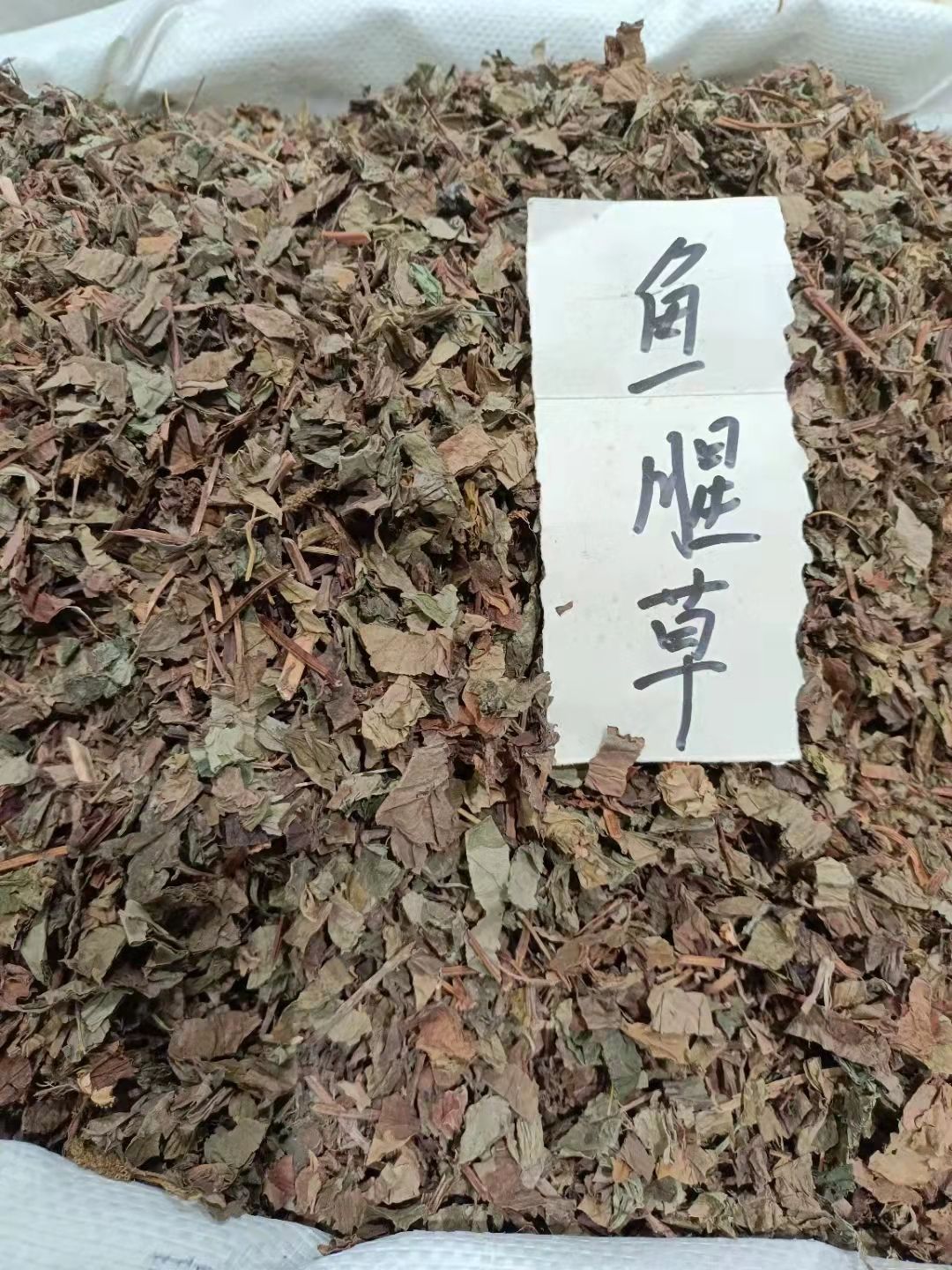 鱼腥草