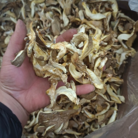 邯郸新货平菇干货干蘑菇干平菇条蘑菇干货批发价纯净重