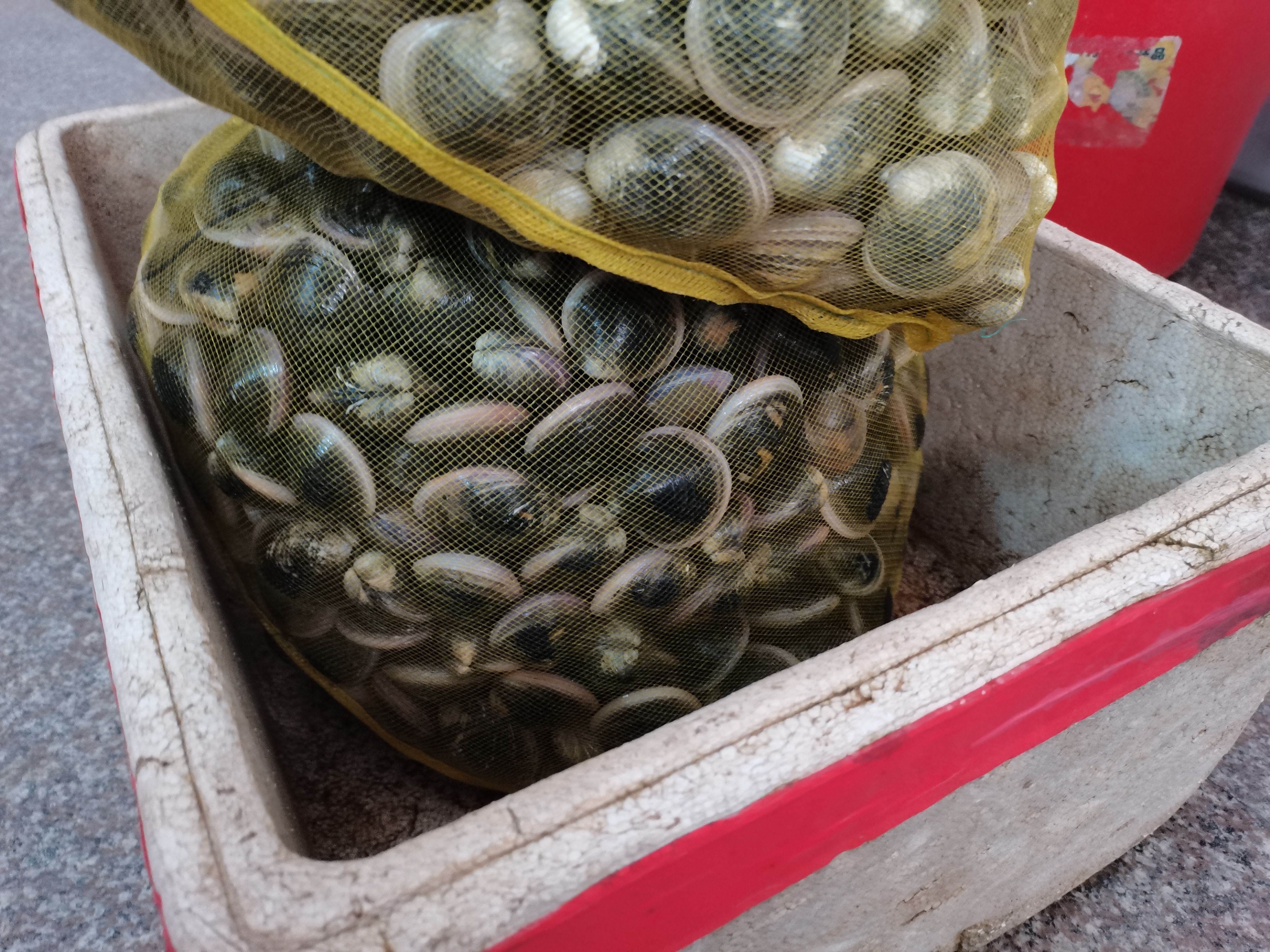 阳江铁蛤蜊，青蛤，赤嘴，圆蛤，个头超大，生猛质量好，