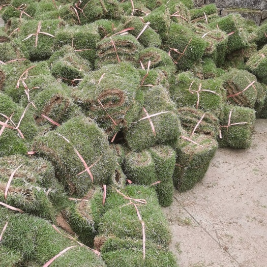 重庆市绿化草皮