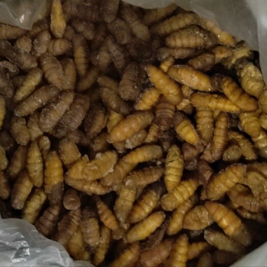 诸城市C级金丝蚕蛹 干蚕蛹 鲜蚕蛹 茧蛹 常年批发零售