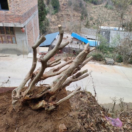 隆回县雪峰山 映山红，国旗红。