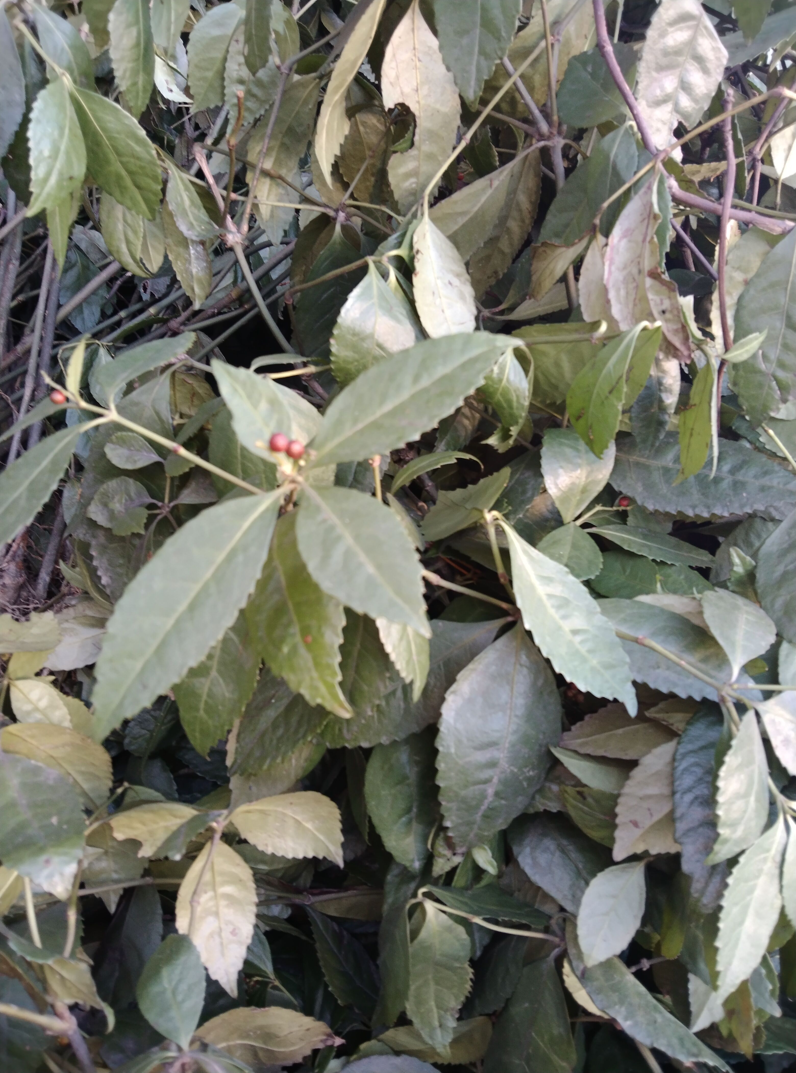 草珊瑚九节茶