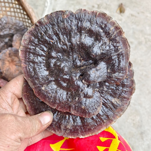 铜仁灵芝  黑灵芝，一手货源产地直发，欢迎老板下单