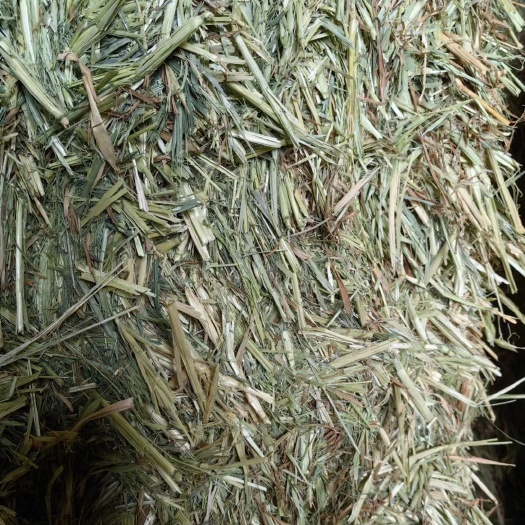 天津燕麦草牧草饲料牛羊梅花鹿骆驼羊驼