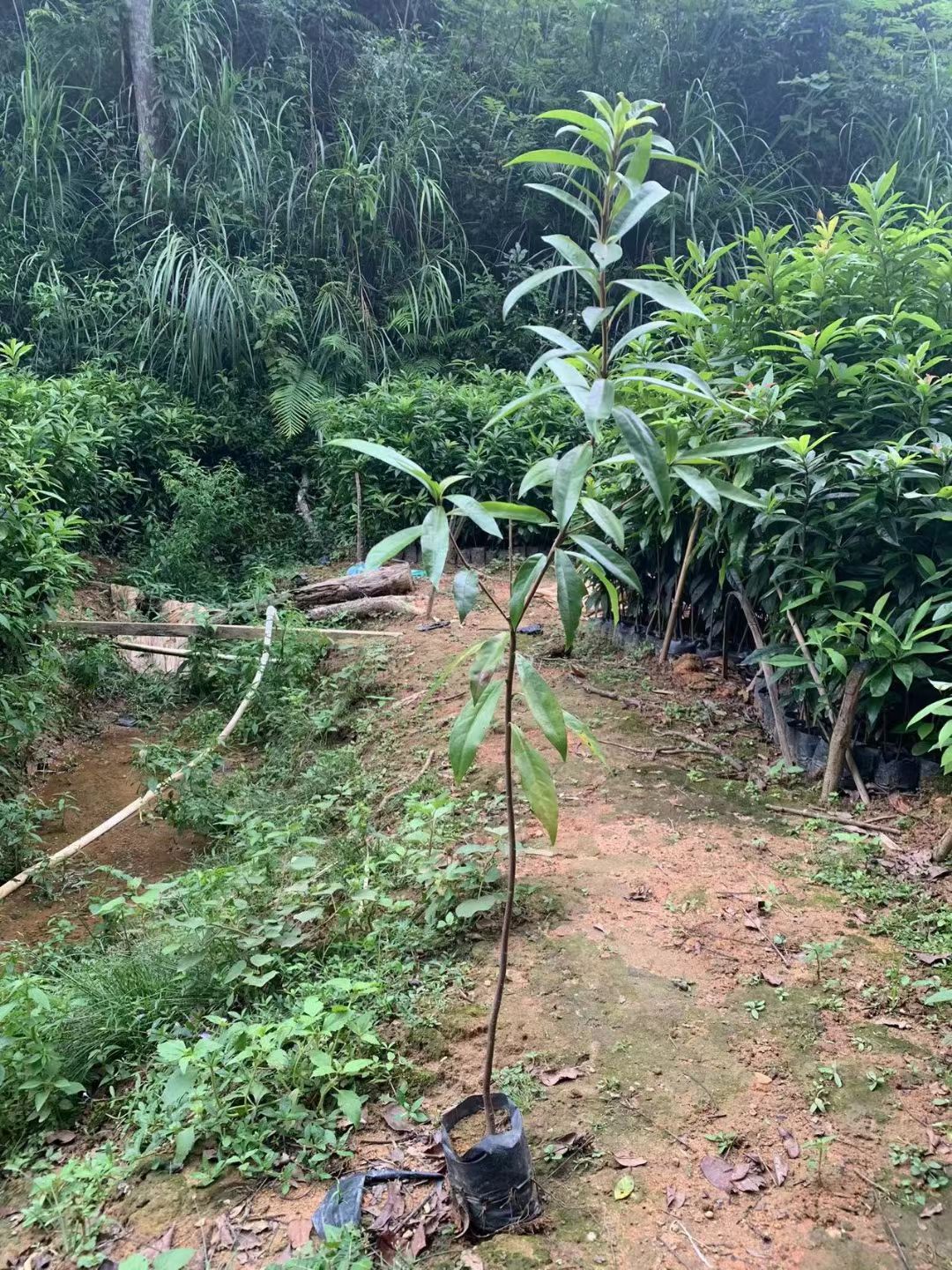 木荷