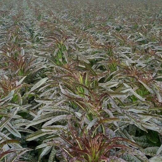 紫叶香莴笋-基地直供-视频看货-量大从优