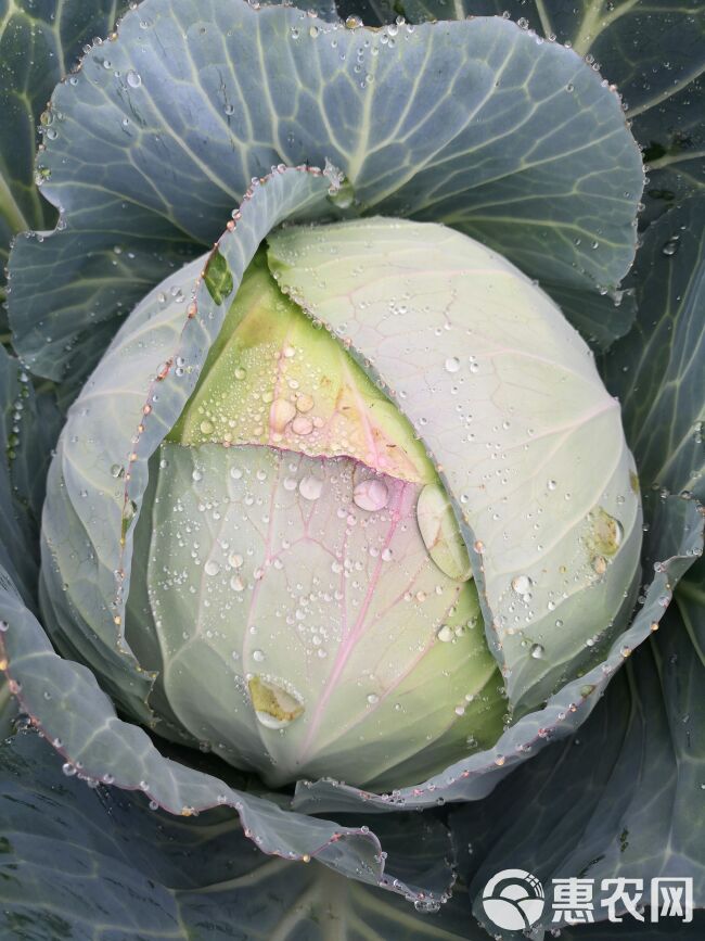 平包菜大量有货，需要来聊