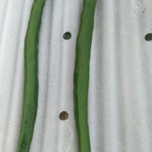 临沂有大量青线椒和红线椒，一级品