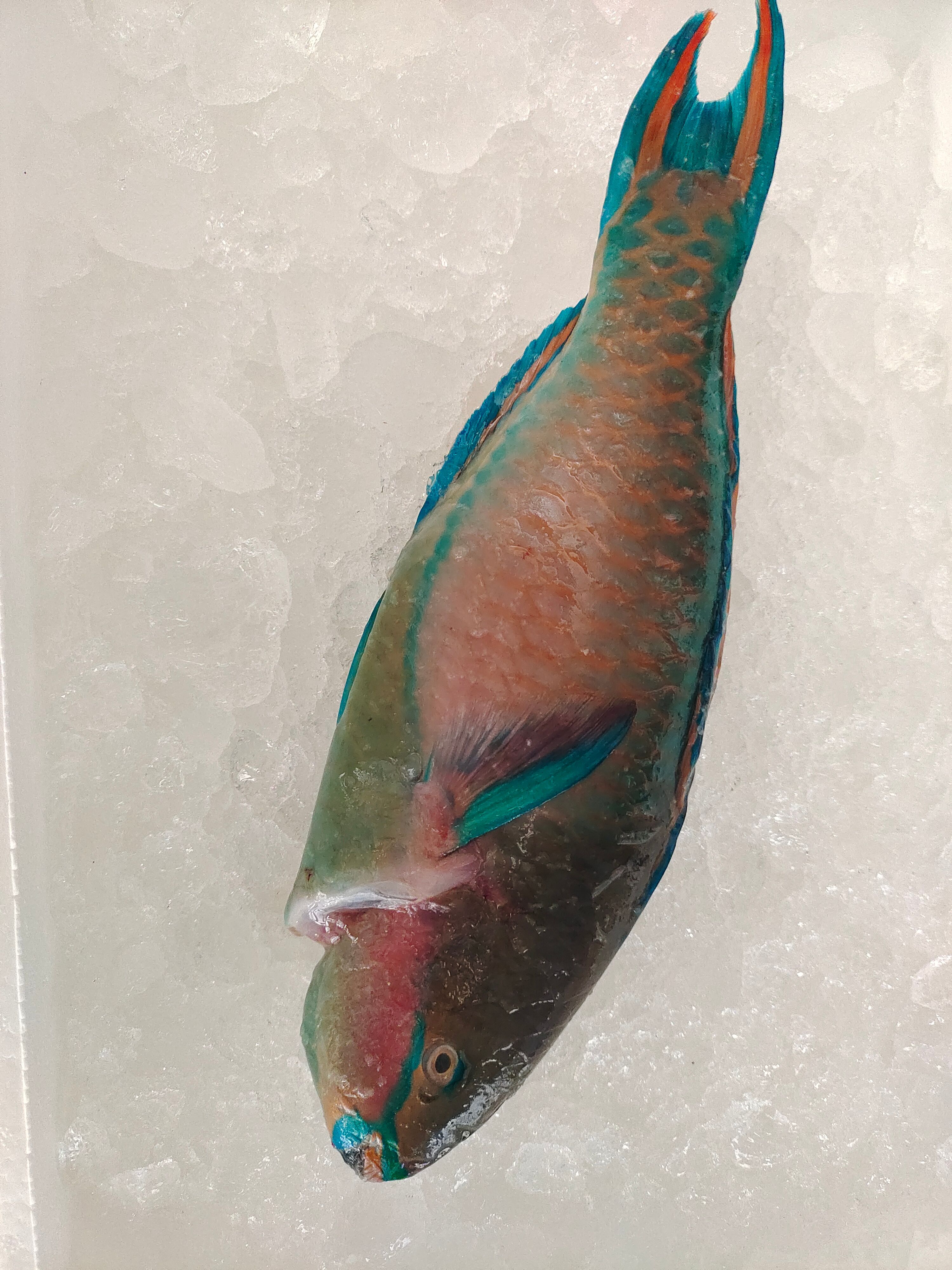 海鲜大礼包，锦福益海福兔贺岁套装，海丰佳（家）宴套餐批发