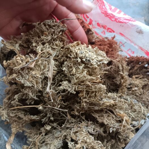 南召县茵陈绵茵陈:陈货药厂货小苗批发含量达标不退货