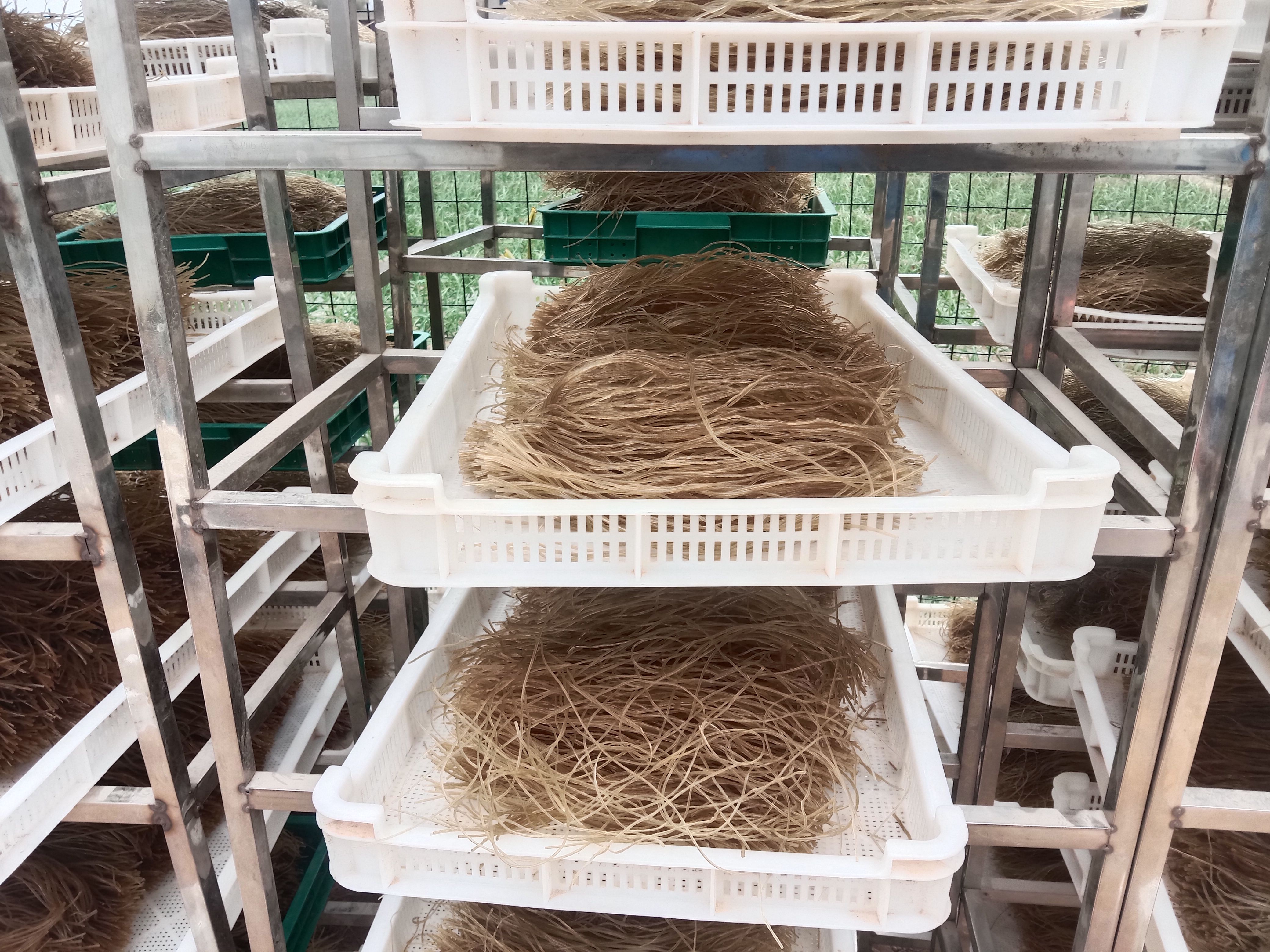 红薯粉条，纯红薯制作，不含木薯粉。