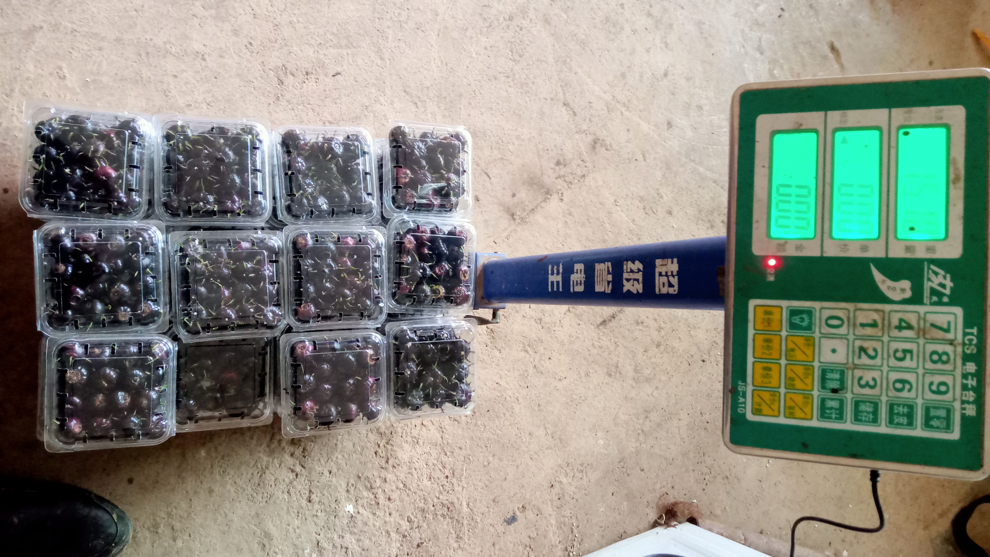 红果参大量上市