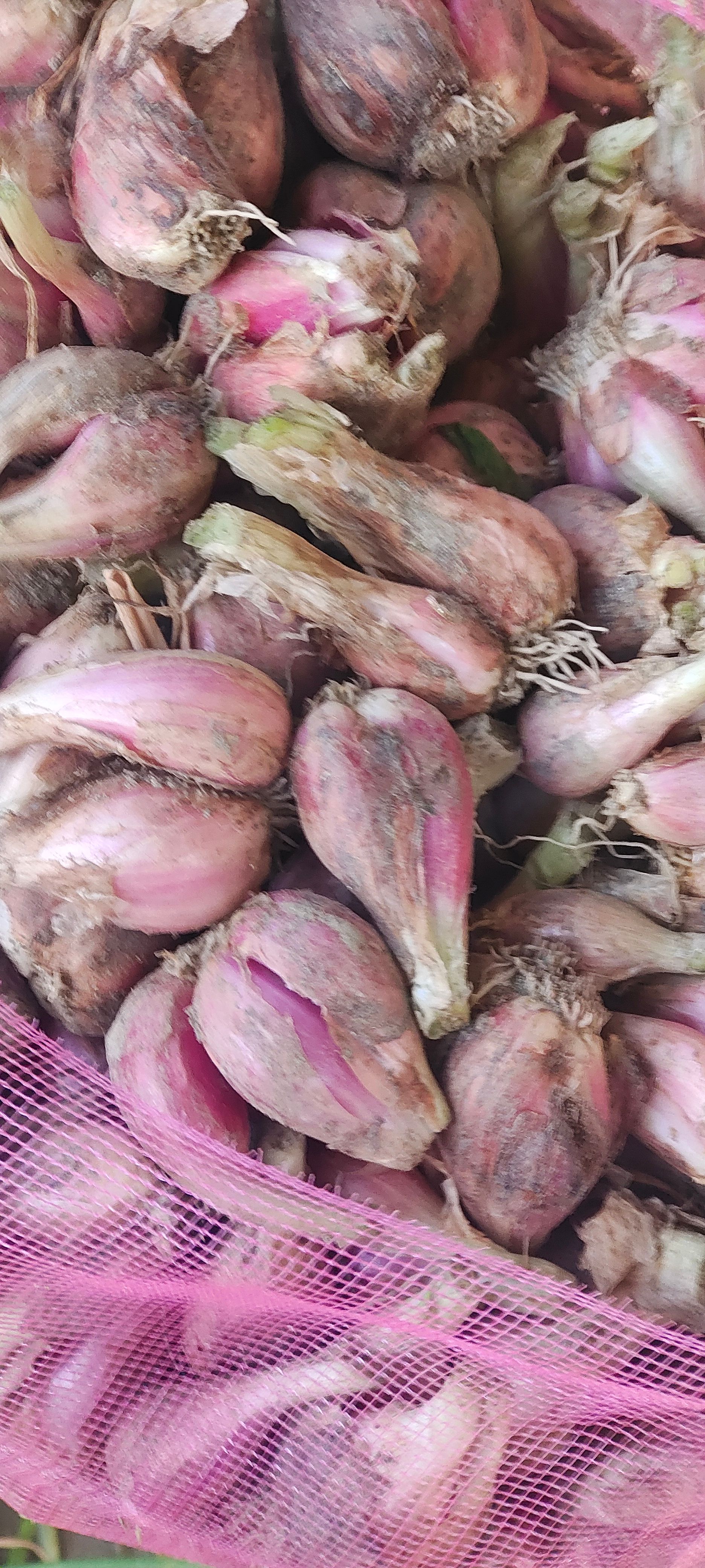 500 斤起 新鲜光葱红葱头批发合适菜市档口超市菜摊供销