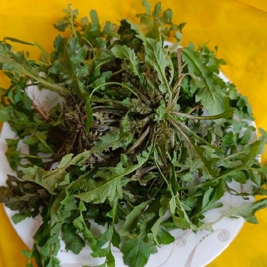 阳信县荠菜！2023年纯野生新鲜荠菜，现在接受预定，数量不多。