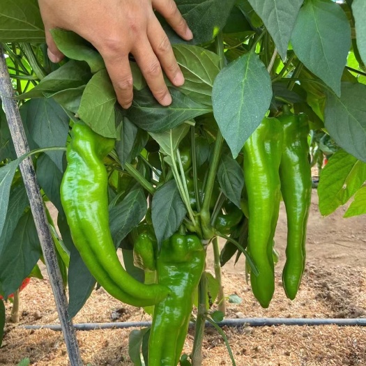夏邑县巨龙2号大牛角椒种子，椒型美，肉厚辣味适中