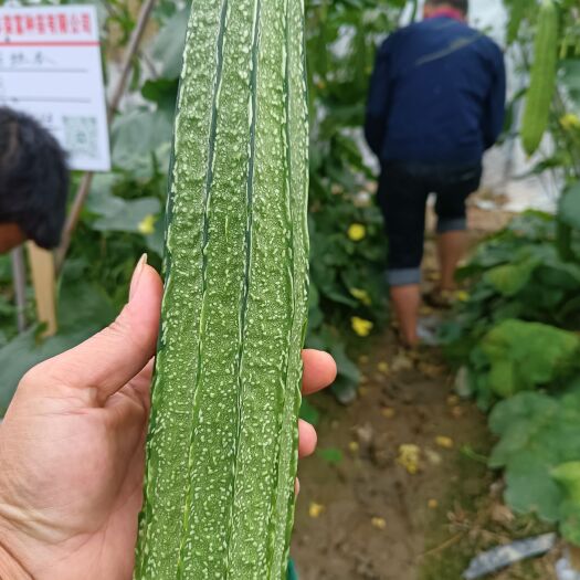 广州春秋大花点肉丝瓜种苗