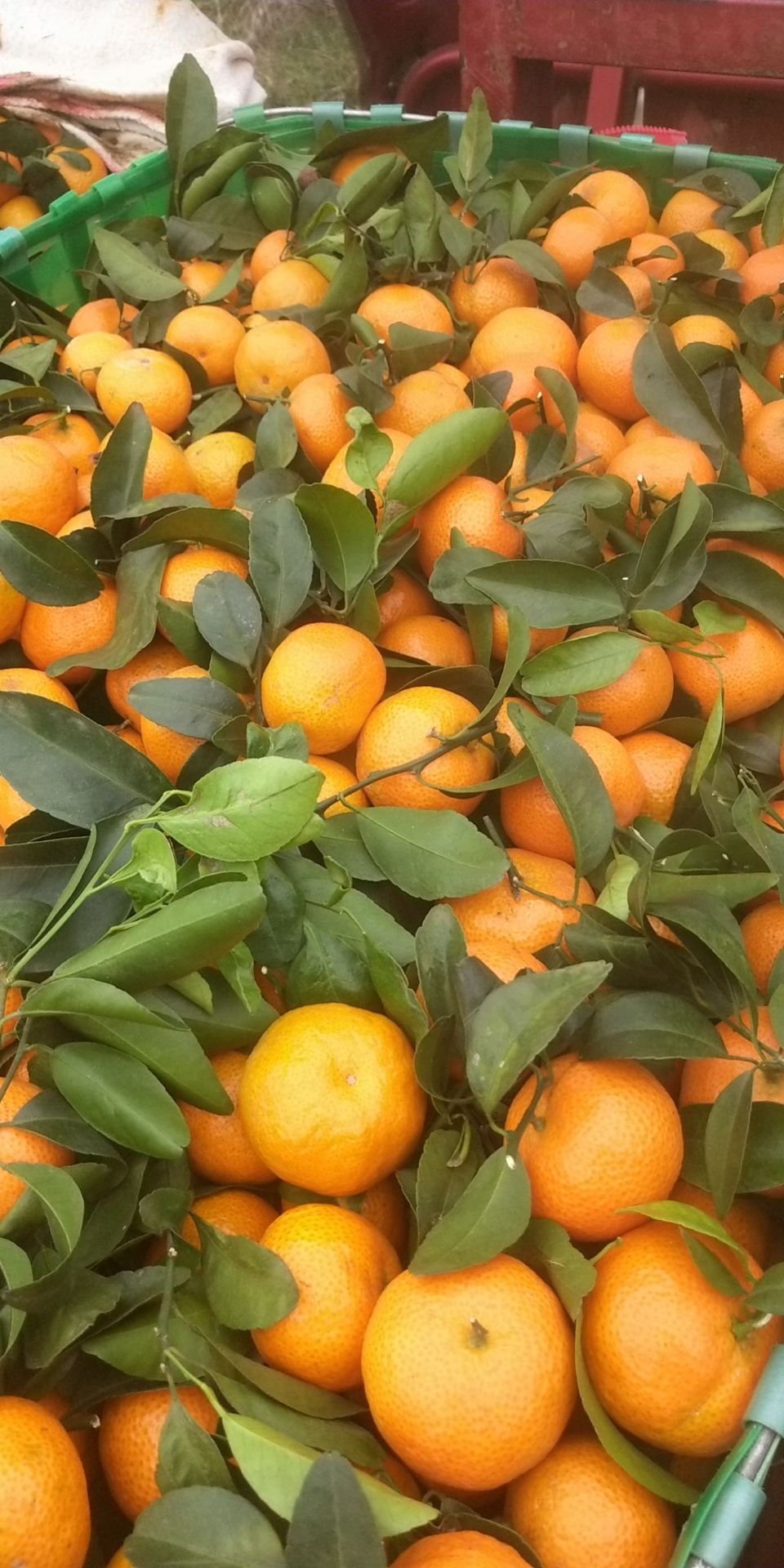 沙糖桔 砂糖橘大量上市咯！薄