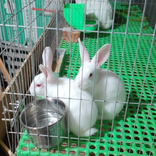 南县小兔子，肉兔