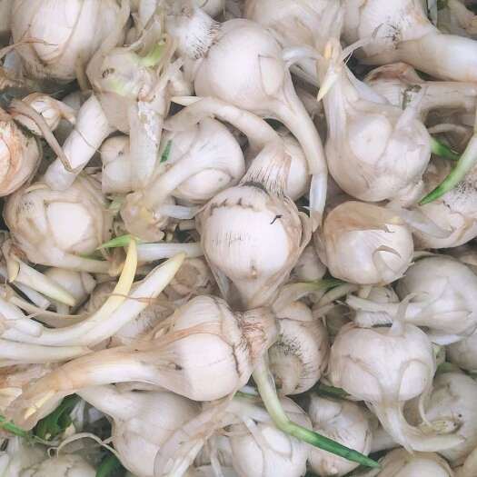 韶关精品白茨菇产地直销现挖现发
