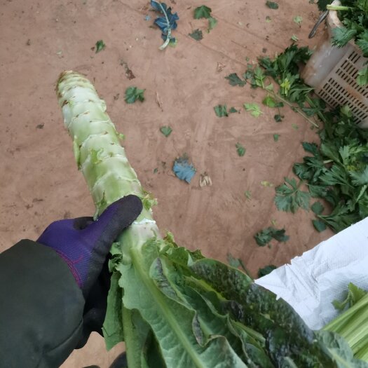 昆明紫叶青笋